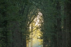 Prachtige lanen met zonneharpen.