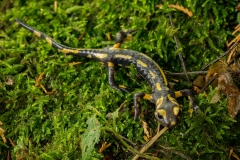 Vuursalamander (Salamandra salamandra terrestris)