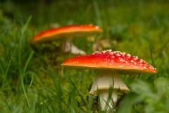 Vliegenzwam (Amanita muscaria)