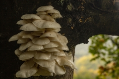 porseleinzwam (Oudemansiella mucida)?