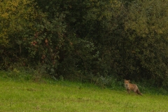 Vos (vulpes vulpes) die ons allang in de gaten heeft