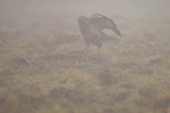 Een buizerd op muizenjacht in de mist