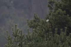 klapekster (Lanius excubitor), ze eten muizen, kleine vogels, kikkers en andere kleine dieren