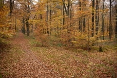 Hier waren de bomen nog mooi geel