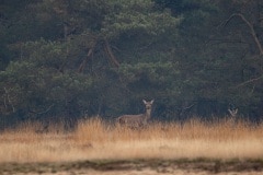 Hinde met kalf trekken de beschutting uit