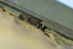 Kleine dwergvleermuis (Pipistrellus pygmaeus)