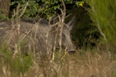 Er lag een rotte te slapen onder een grote overhangende dennenboom, de verassing was voor beide partijen groot