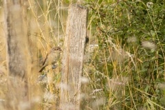 Grauwe klauwier (Lanius collurio) vrouw