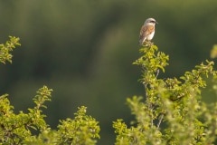 grauwe klauwier (Lanius collurio) man