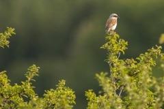 grauwe klauwier (Lanius collurio) man
