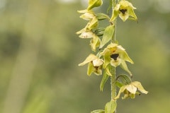 wit-groene variant van de Moeraswespenorchis (Epipactis palustris)