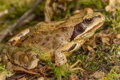 Bruine kikker (Rana temporaria)