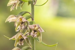 Moeraswespenorchis (Epipactis palustris)