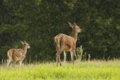 Moeder en jong vluchten de dekking in tegen de regen