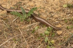 Hazelworm (Anguis fragilis)