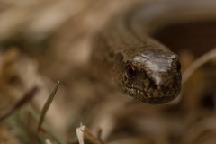 Hazelworm (Anguis fragilis) die we bij het maaien tegenkwamen