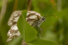 Dambordje (Melanargia galathea) vrouwtje