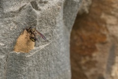 urntjeswesp (Eumenes sp.) bij zijn nest. Het randje om de kleine opening biedt houvast aan de poten om de gevangen prooi (een rups) in het urntje te kunnen duwen.