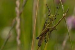 Moerrassprinkhaan (Stethophyma-grossum)