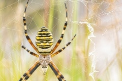 Tijgerspin (Argiope bruennichi) heeft een flinke maaltijd verzameld