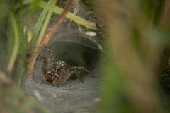 Deze trechterspin had een enorm web gebouwd. Ik vermoed Gewone doolhofspin (Agelena labyrinthica)