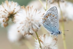 Icarusblauwtje (Polyommatus icarus) mannetje