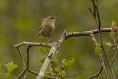 Winterkoning (Troglodytes troglodytes) in de zomer