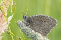 bruin zandoogje (Maniola jurtina) onder de dauw