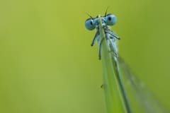 azuurwaterjuffer (Coenagrion puella)