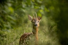 dit reebokje kwam ik tegen toen ik de wildcamera ging ophangen