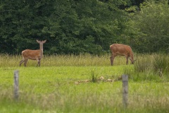 De edelherten zijn mooi rood in hun zomervacht