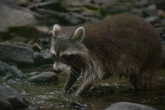 wassende wasbeer (Procyon lotor)