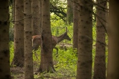 spitser die behoedzaam door het bos sluipt