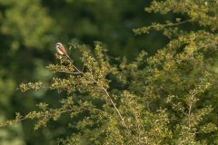 grauwe klauwier (Lanius collurio) man