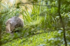 deze bever was zijn pels aan het invetten