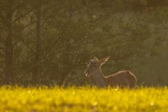 jong edelhert mannetje tijdens het gouden uurtje