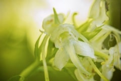 bergnachtorchis (Platanthera chloranth)