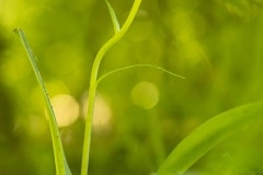 bergnachtorchis (Platanthera chloranth)