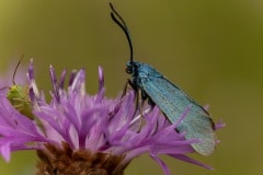 metaalvlinder (Adscita statices), een dagactieve nachtvlinder