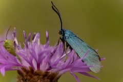 metaalvlinder (Adscita statices), een dagactieve nachtvlinder