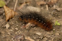 rups grote beer (Arctia caja)