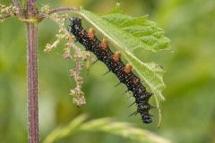 rups van dagpauwoog (Aglais io)