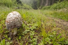 geschubde inktzwam (Coprinus comatus)