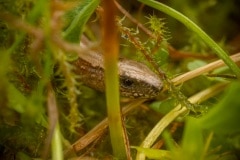 hazelworm (Anguis fragilis)