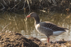 grauwe gans (Anser anser)