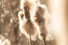 sigaren van de grote lisdodde (Typha latifolia)