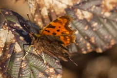 gehakkelde aurelia (Polygonia c-album)