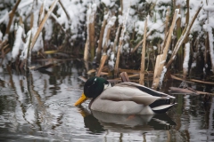 wilde eend (Anas platyrhynchos)