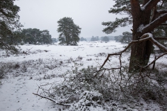 grove den (Pinus sylvestris) in de sneeuw