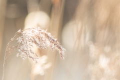 riet (Phragmites australis)